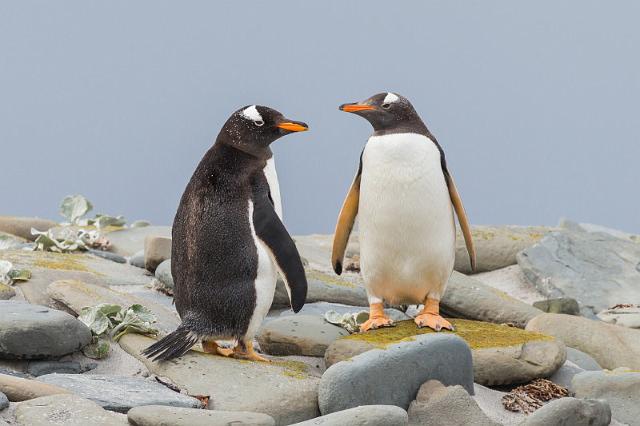 033 Falklandeilanden, Sea Lion Island, ezelspinguins.jpg